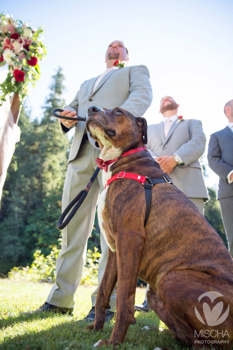 weddings with dogs