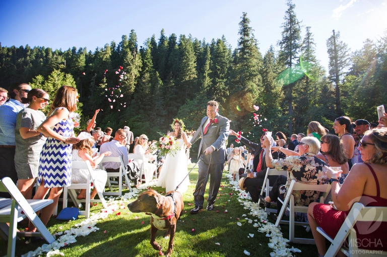 weddings with dogs